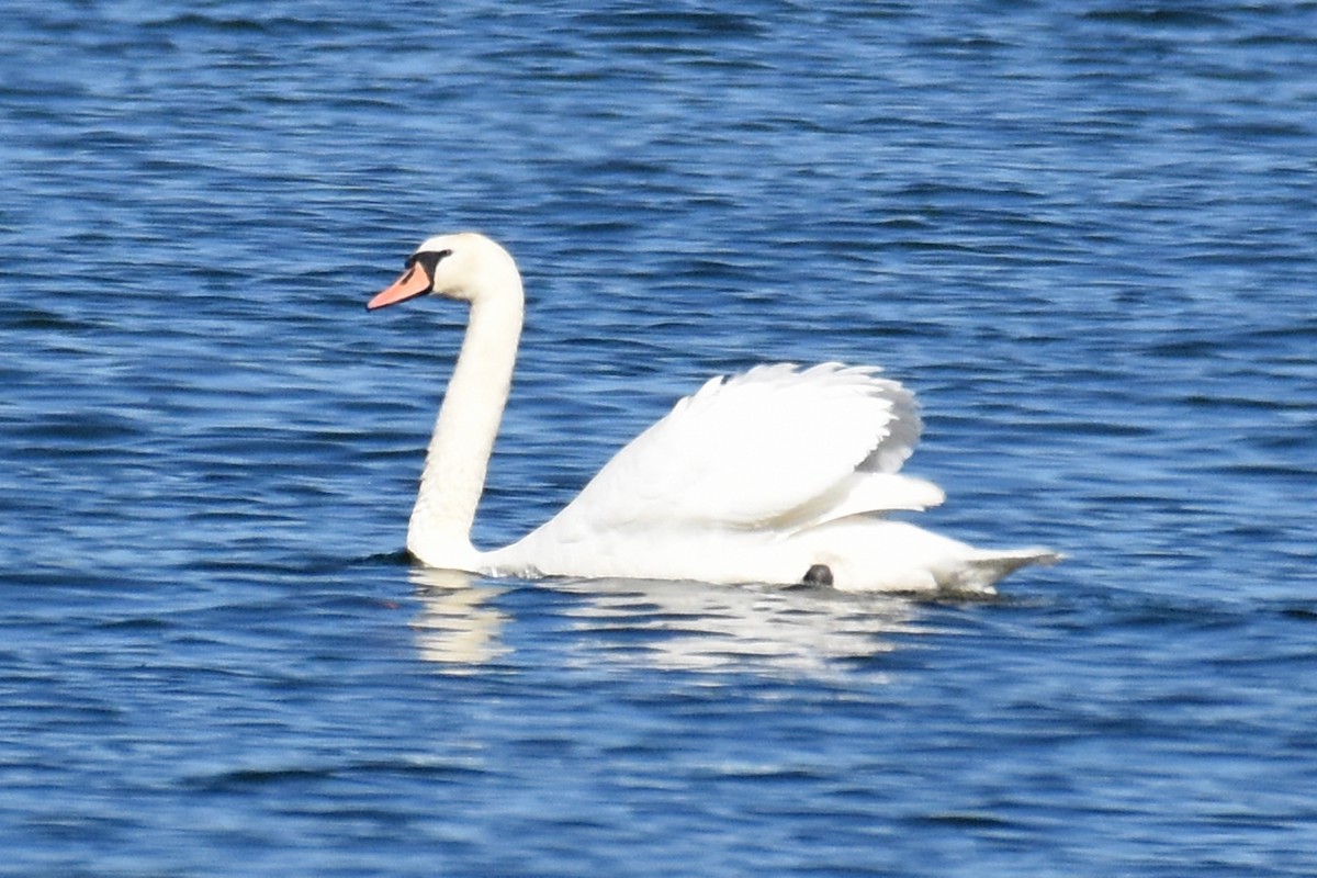 Mute Swan - ML657138486