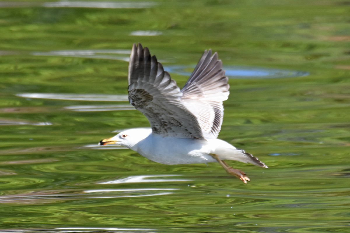 Yellow-legged Gull - ML657138516