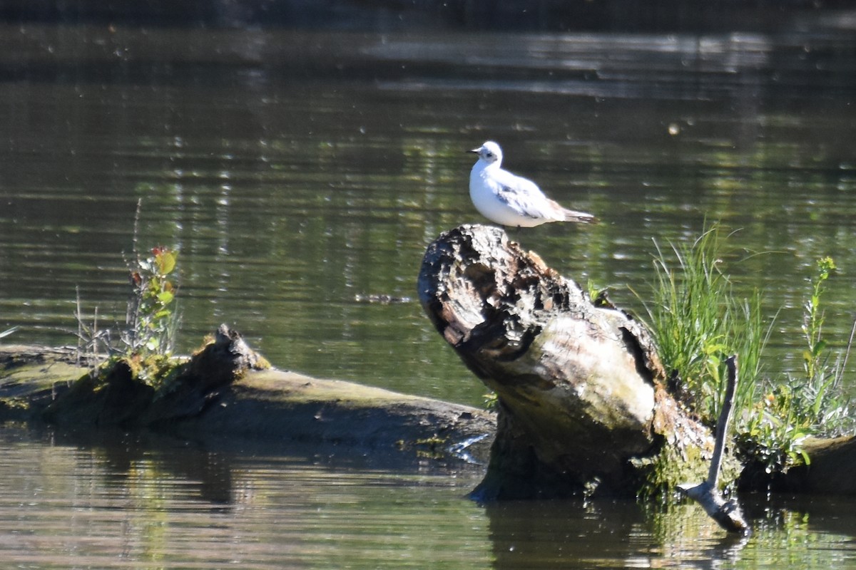 Black-headed Gull - ML657138531