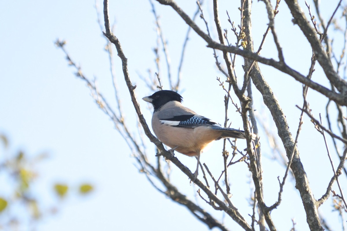 Black-headed Jay - ML657138563