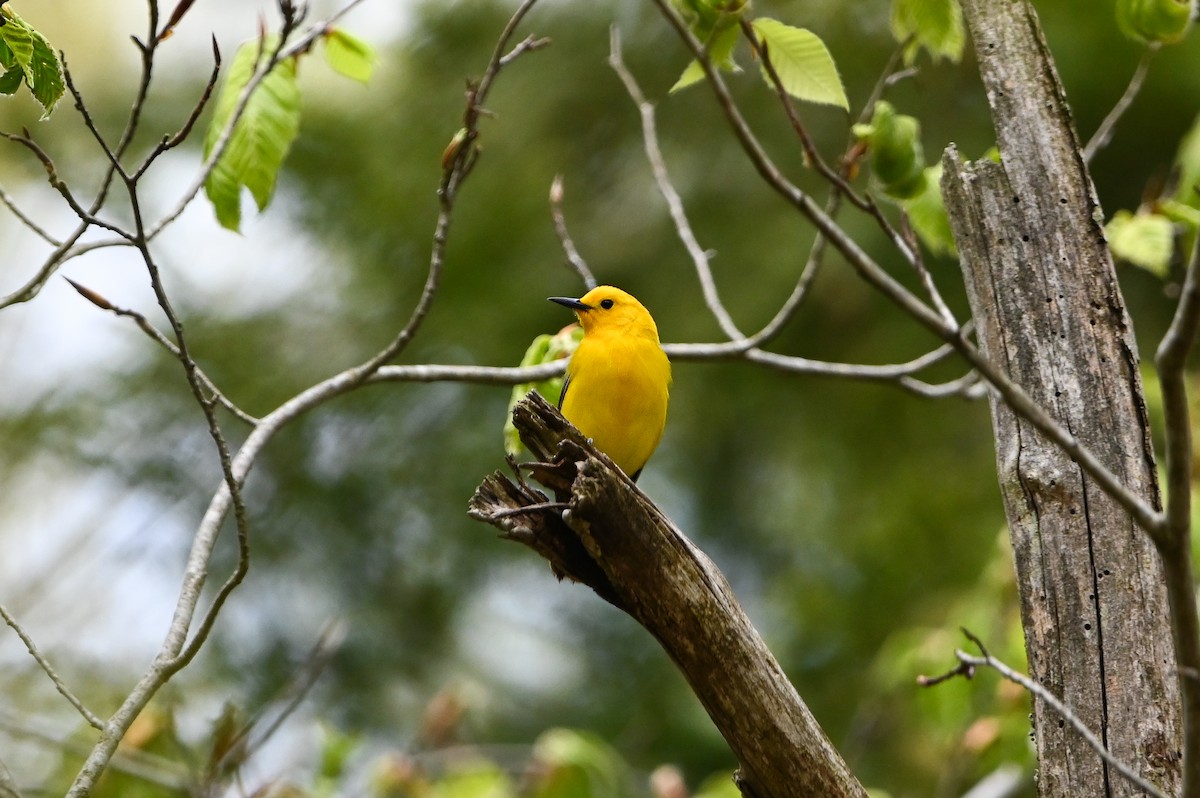 Prothonotary Warbler - ML657138585