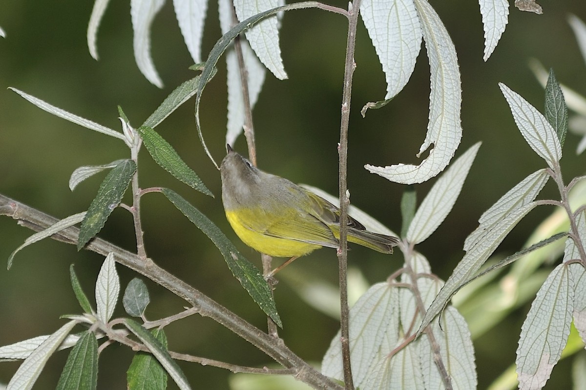 Gray-hooded Warbler - ML657139249
