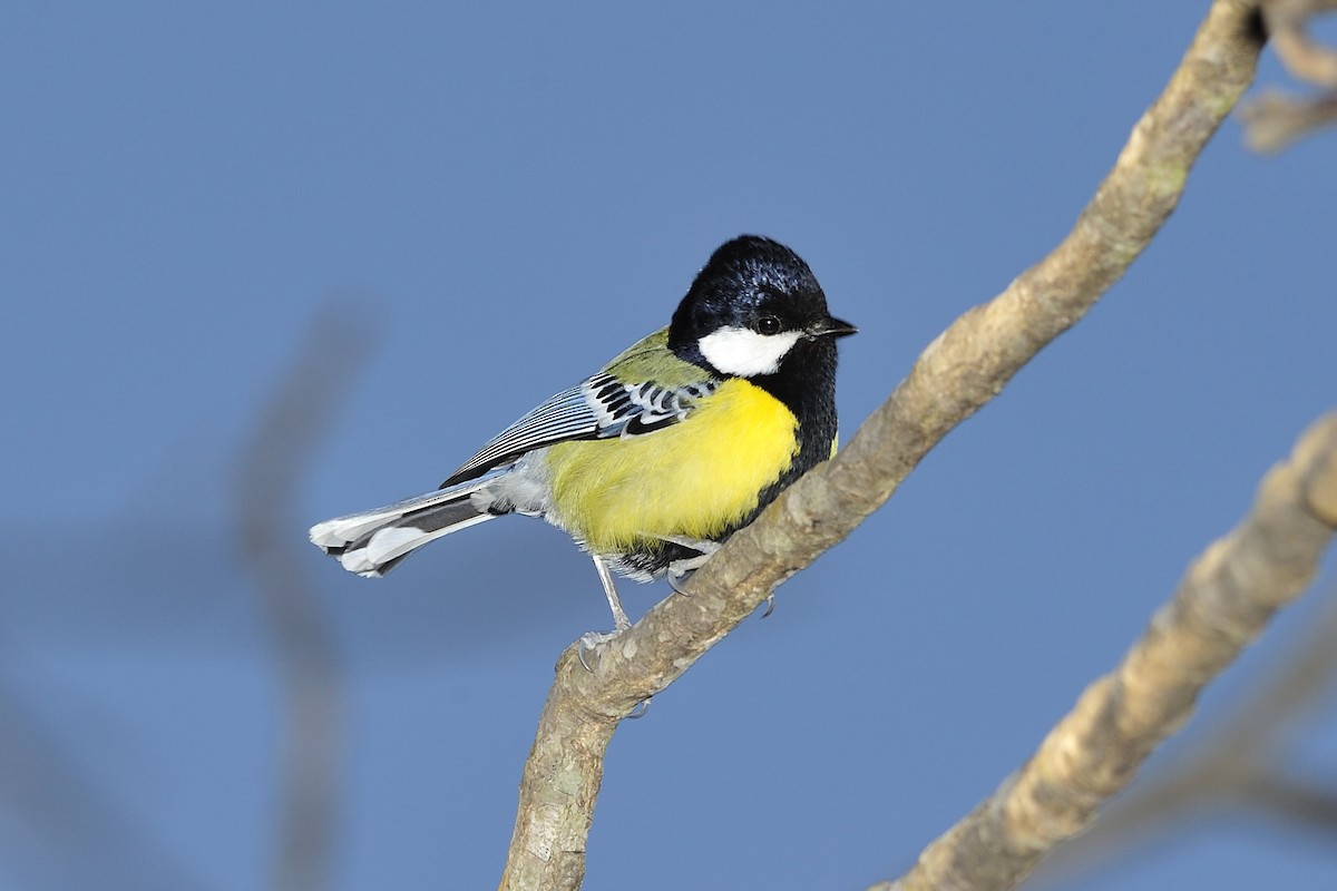 Green-backed Tit - ML657139423