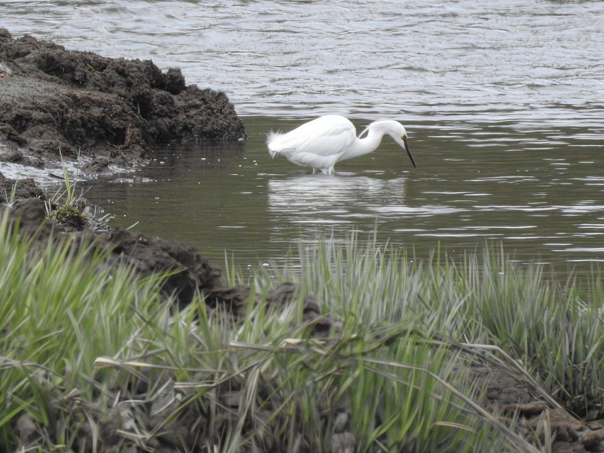 Snowy Egret - ML657139777