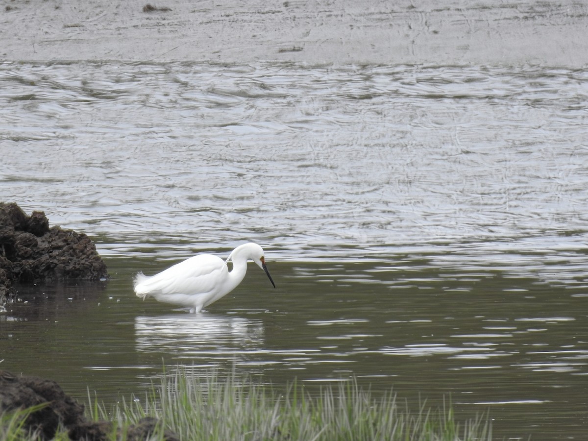 Snowy Egret - ML657139778