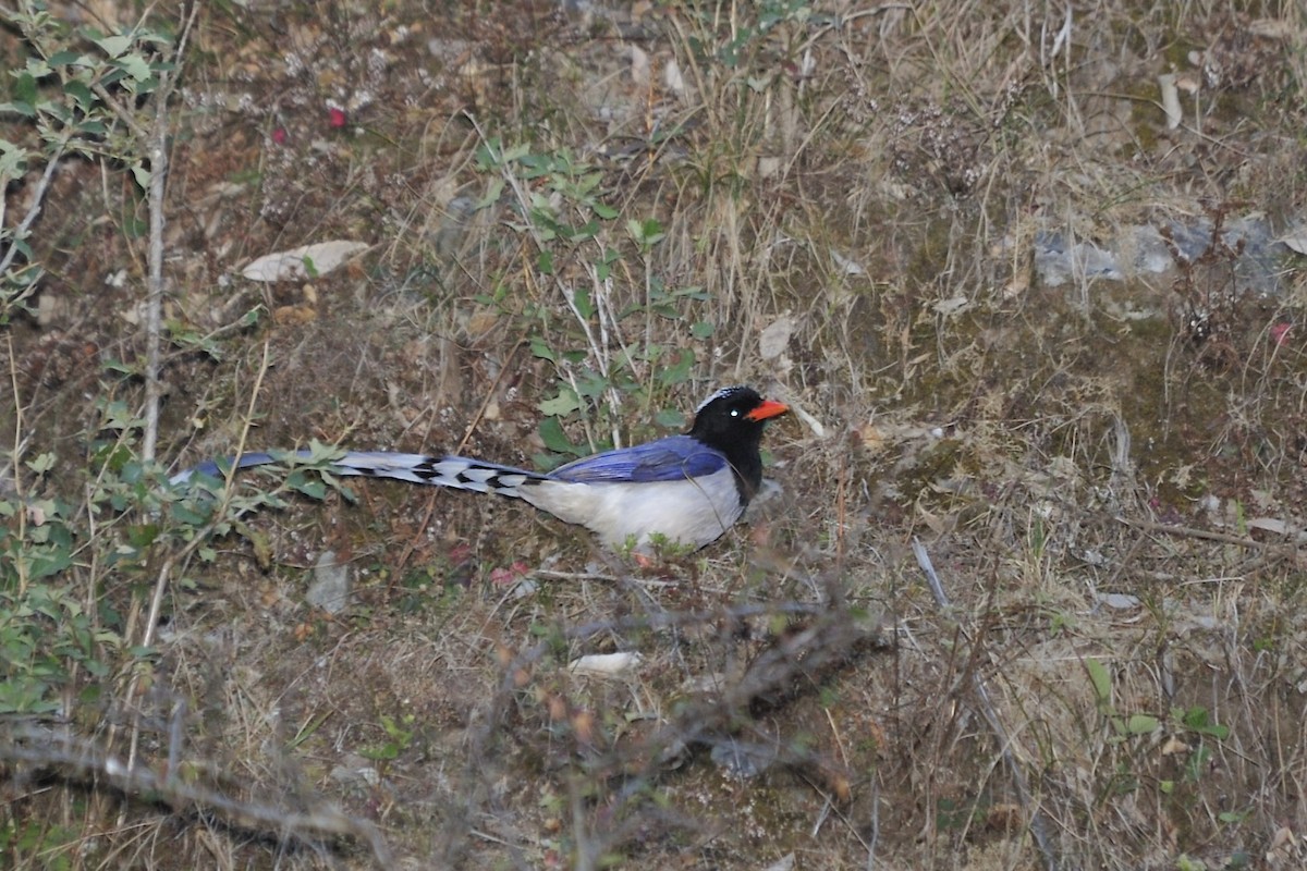Red-billed Blue-Magpie - ML657139898