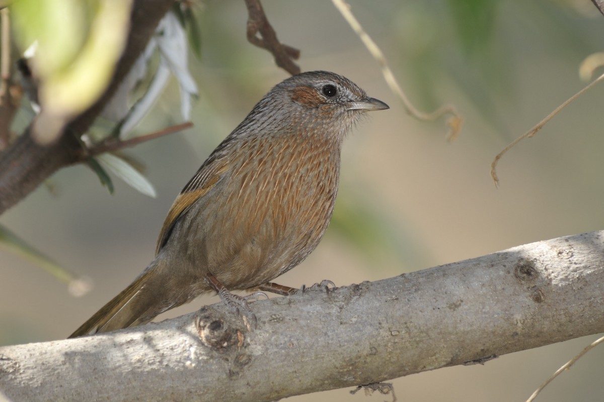 Streaked Laughingthrush - ML657140258