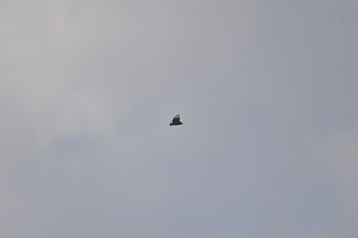 Black Vulture - ML657140333