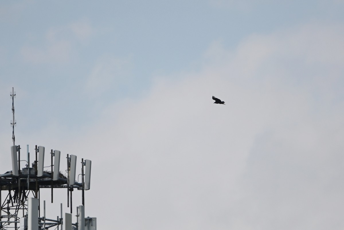 Black Vulture - ML657140334