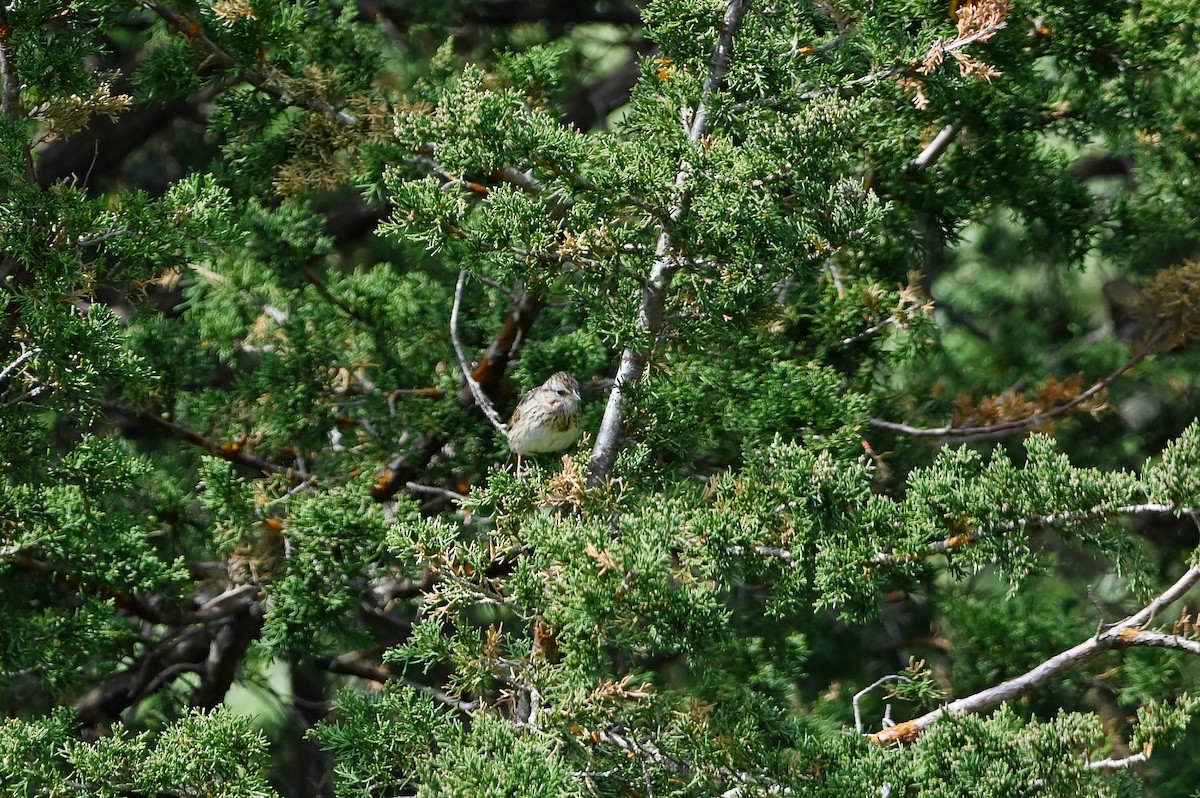 Lincoln's Sparrow - ML657141139