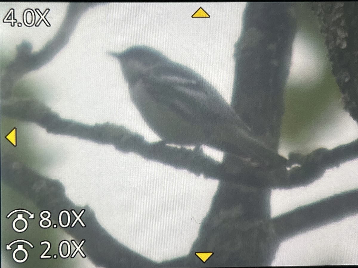 Cerulean Warbler - ML657141458