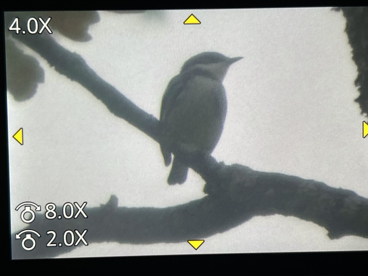 Cerulean Warbler - ML657141546