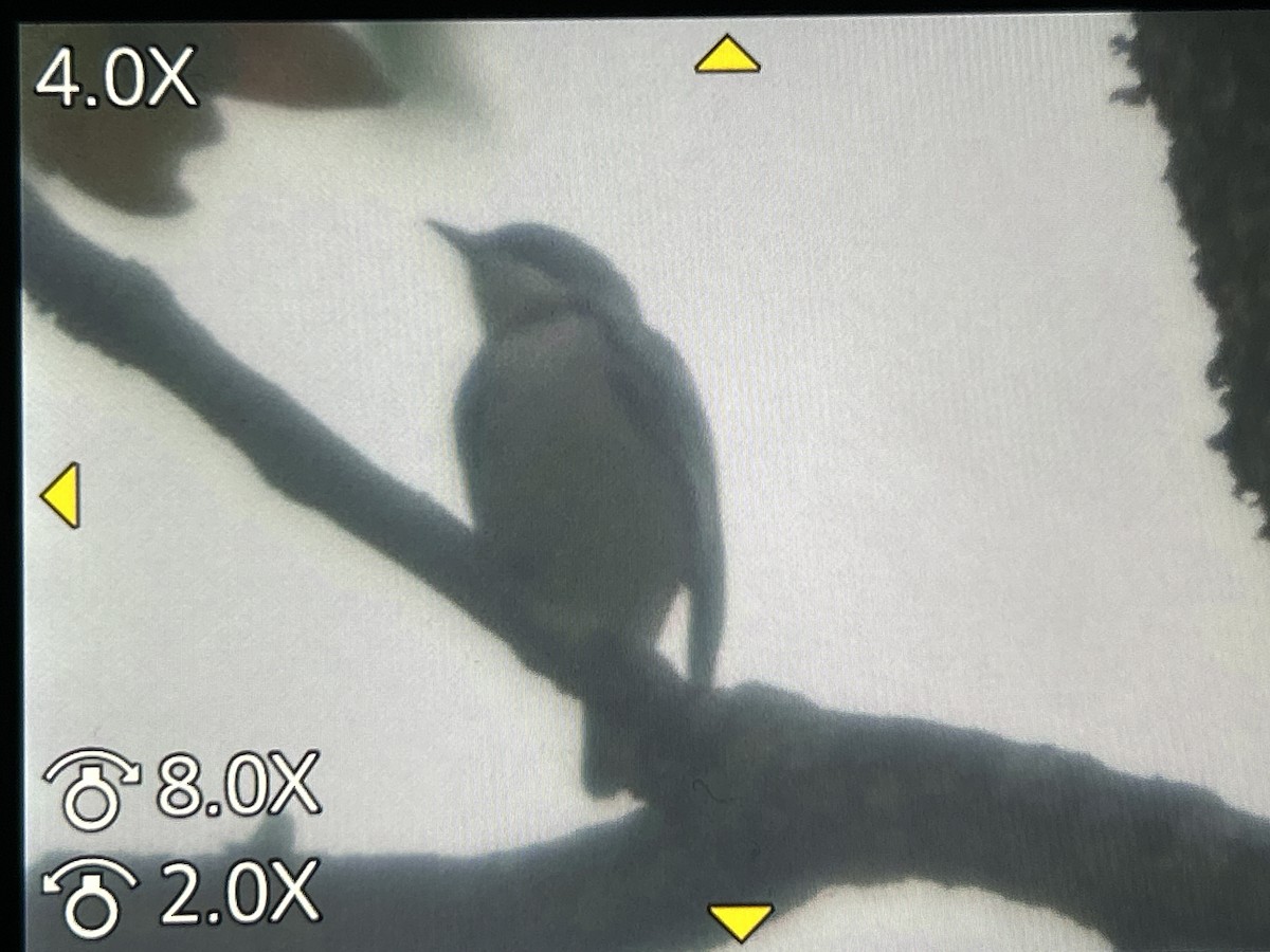 Cerulean Warbler - ML657141609