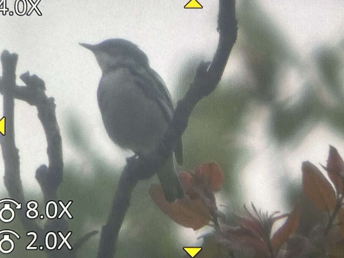 Cerulean Warbler - ML657141699