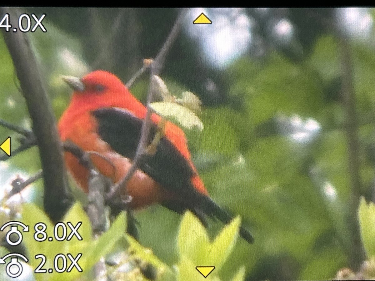 Scarlet Tanager - ML657141799