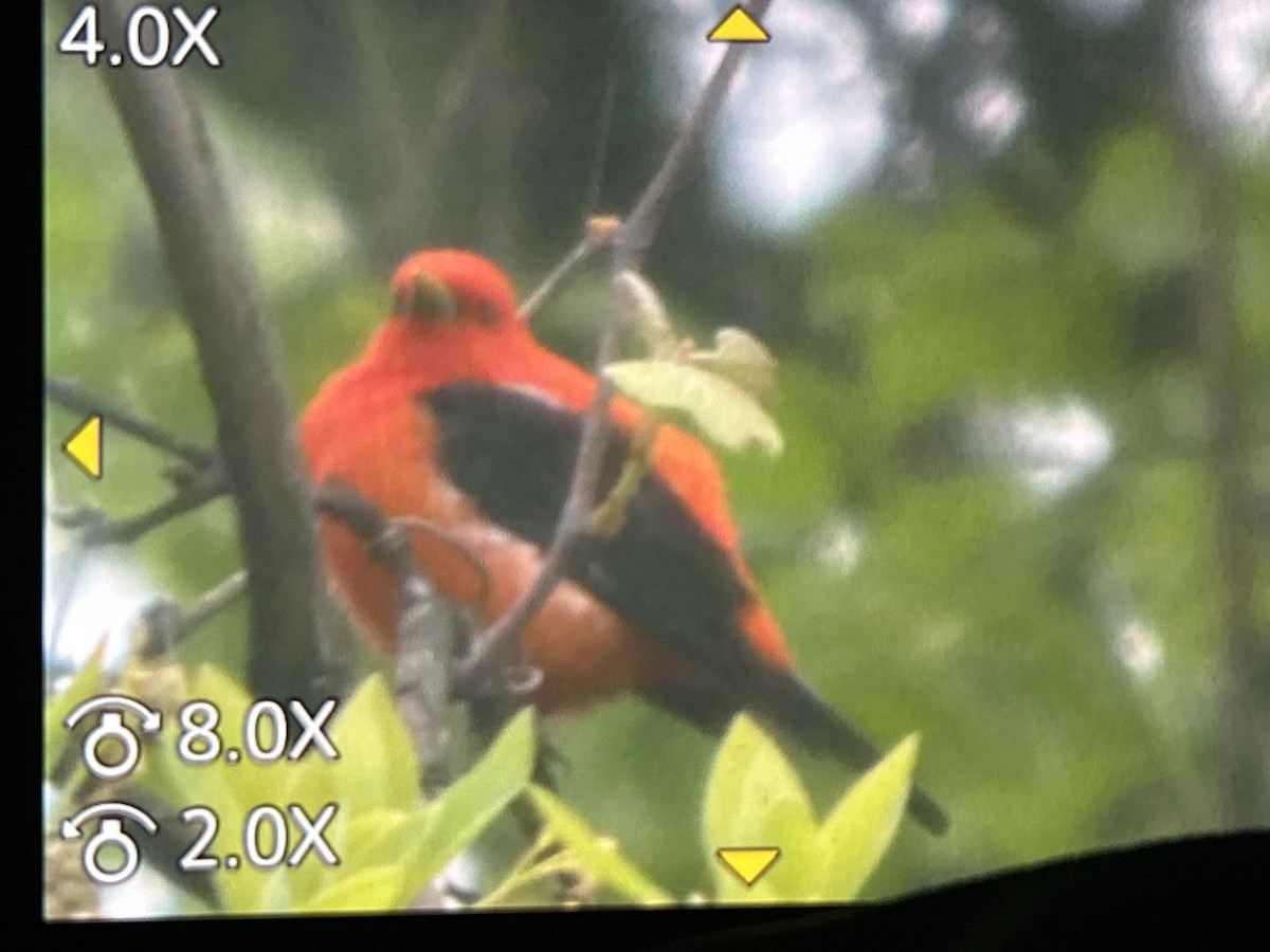 Scarlet Tanager - ML657141869