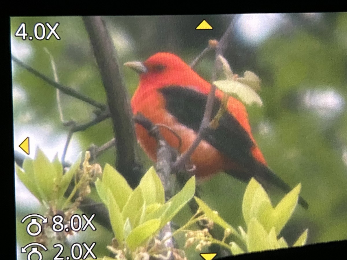 Scarlet Tanager - ML657141921