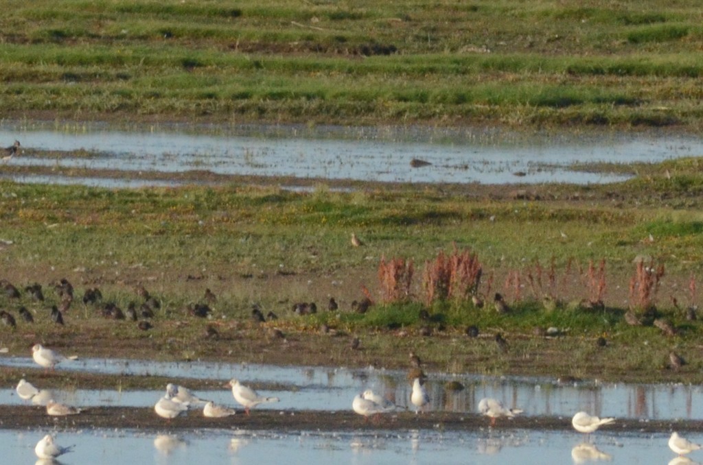 Buff-breasted Sandpiper - ML65714211