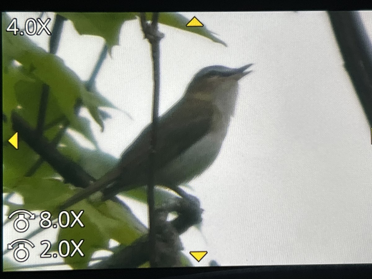 Red-eyed Vireo - ML657143266