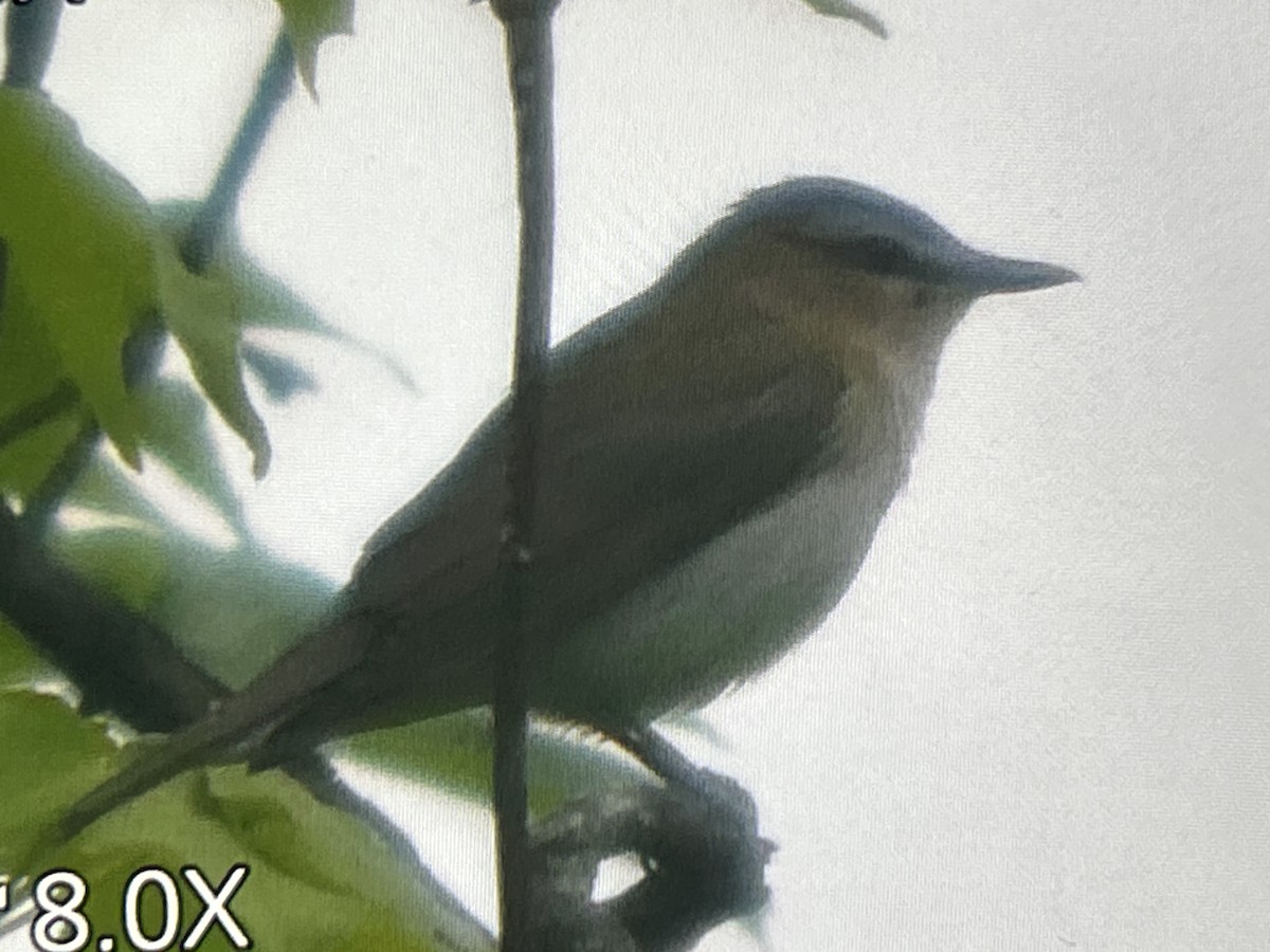 Red-eyed Vireo - ML657143317