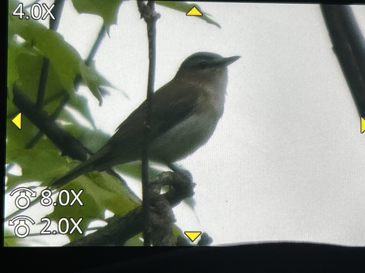 Red-eyed Vireo - ML657143407