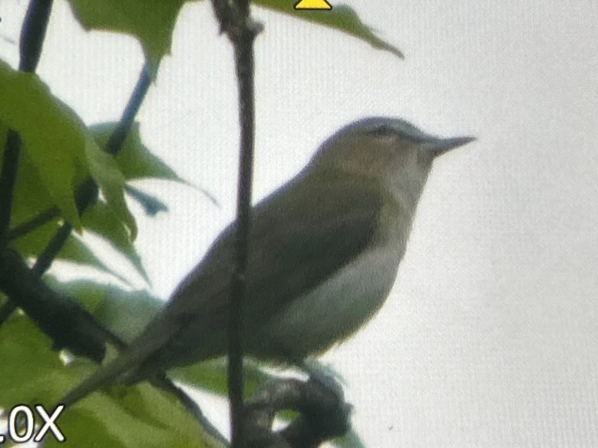 Red-eyed Vireo - ML657143457