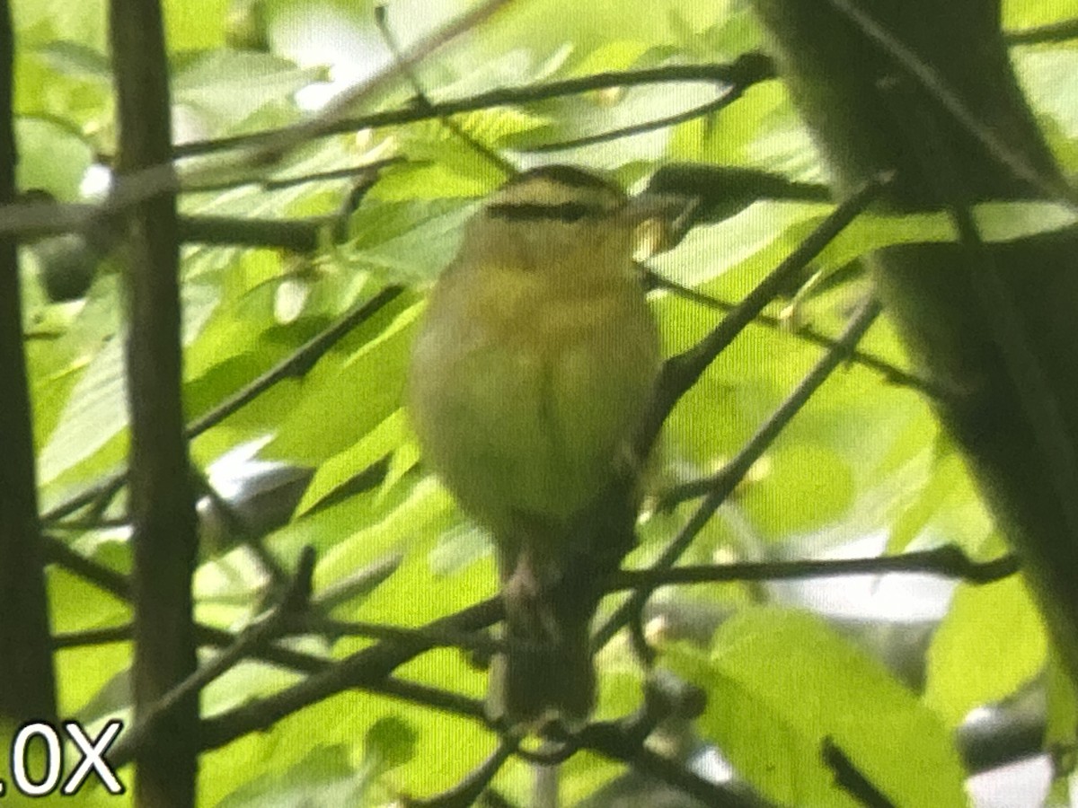 Worm-eating Warbler - ML657143508