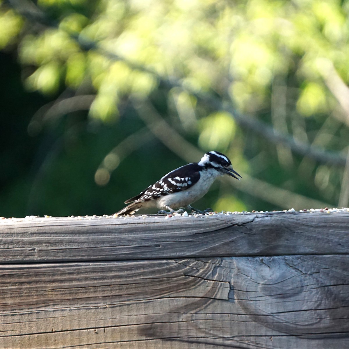 eBird Checklist - 10 May 2026 - Roswell Riverwalk--Azalea & Willeo Rd ...