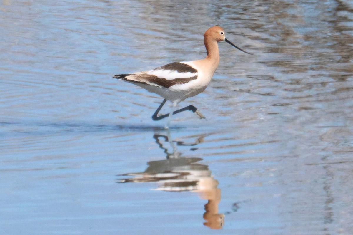 American Avocet - ML657143753
