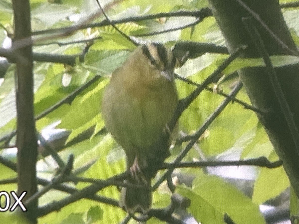 Worm-eating Warbler - ML657143764