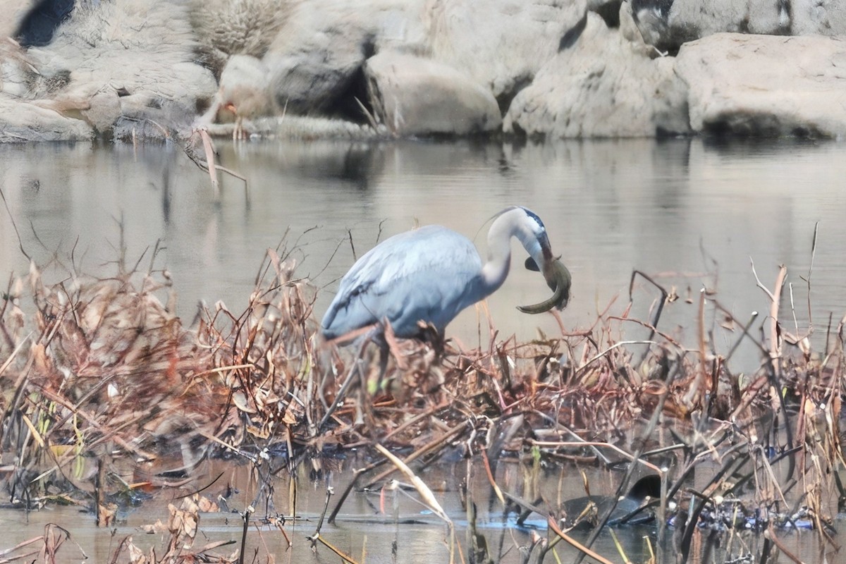 Great Blue Heron - ML657143777