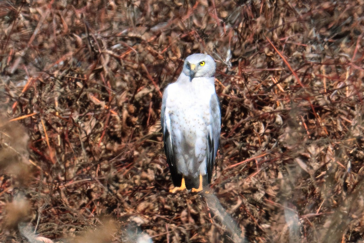 Northern Harrier - ML657143794