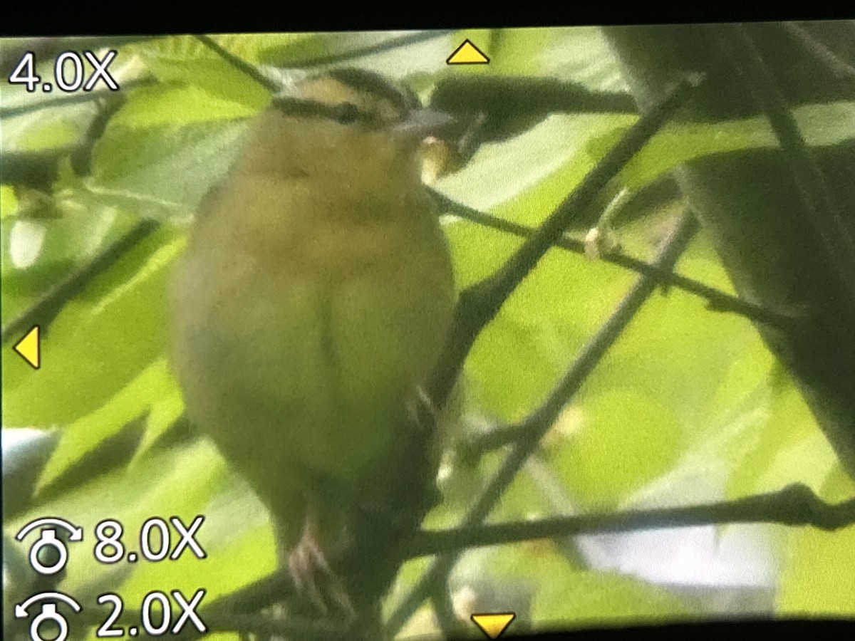Worm-eating Warbler - ML657143848