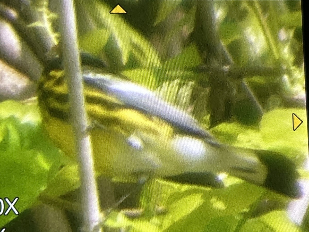Magnolia Warbler - ML657144032