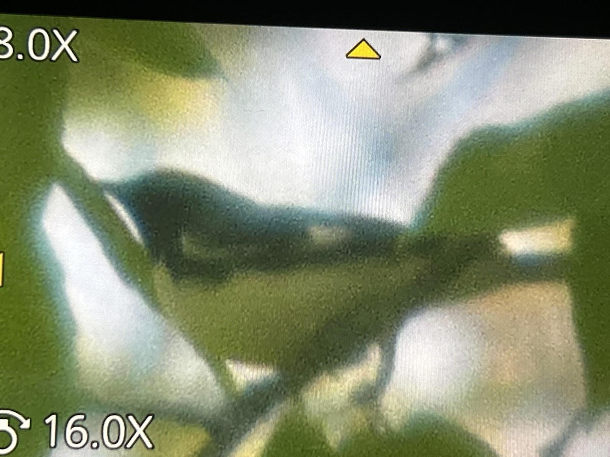 Black-throated Blue Warbler - ML657144117