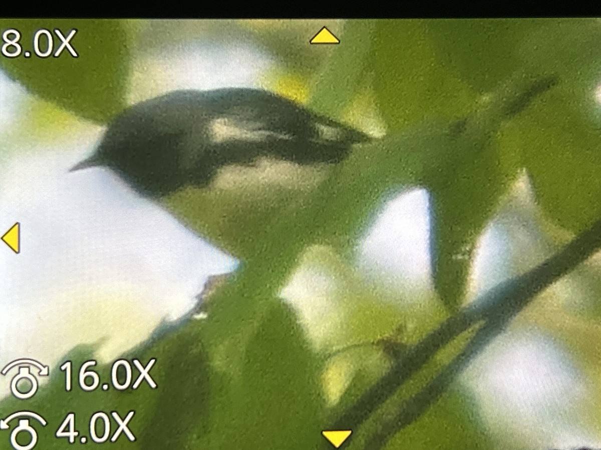Black-throated Blue Warbler - ML657144182