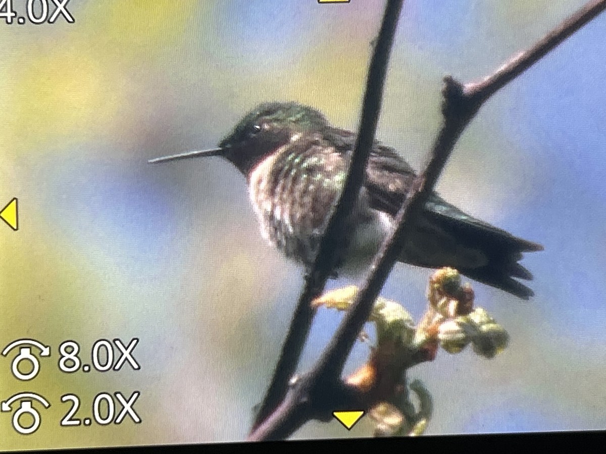 Ruby-throated Hummingbird - ML657144288