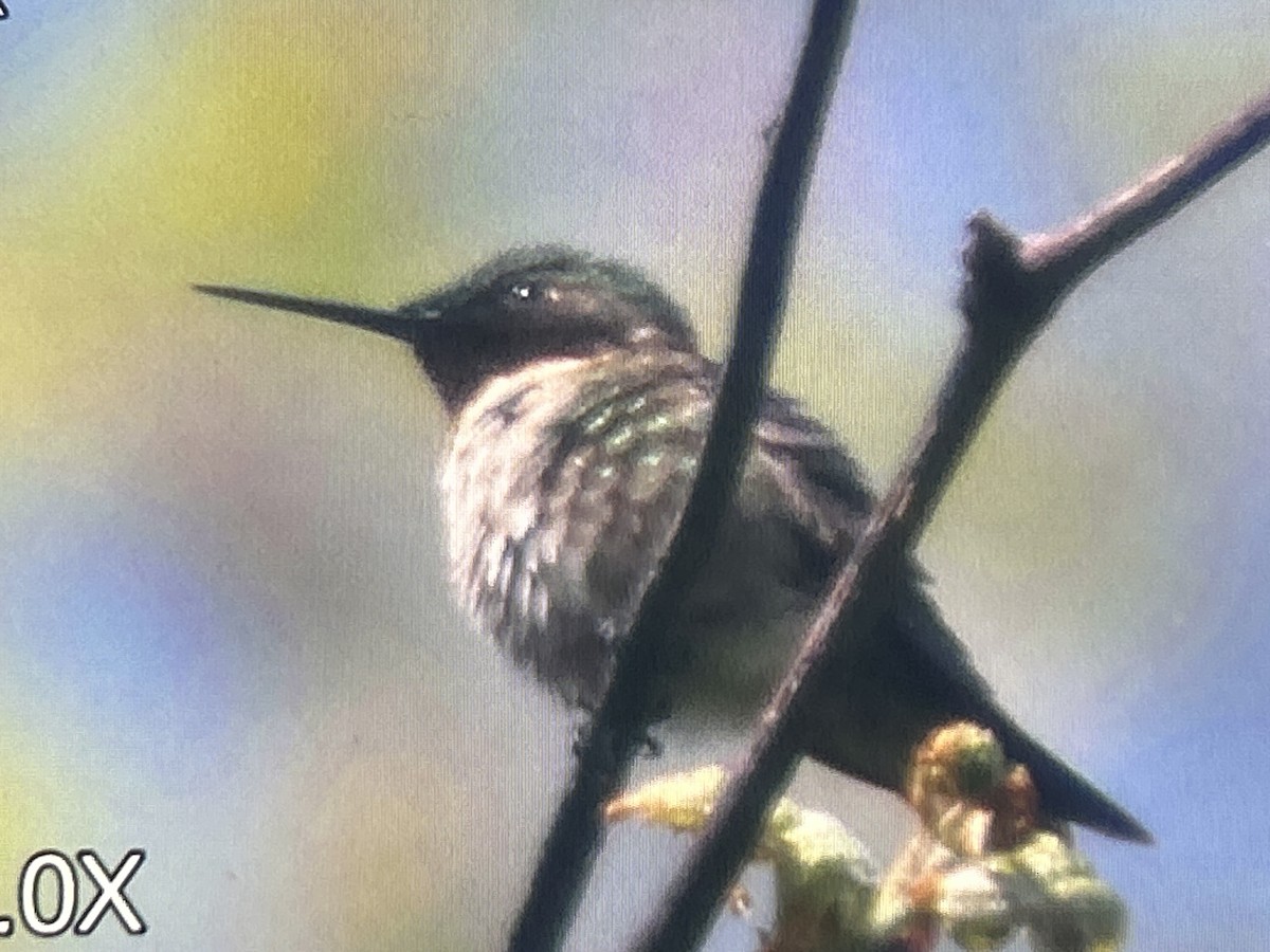 Ruby-throated Hummingbird - ML657144384