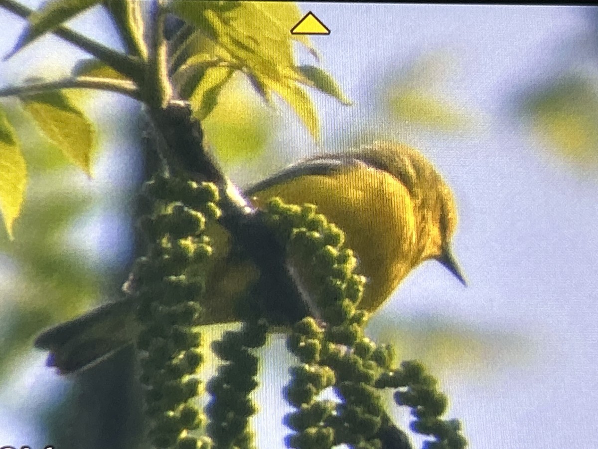 Blue-winged Warbler - ML657144488