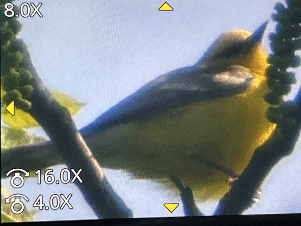 Blue-winged Warbler - ML657144567