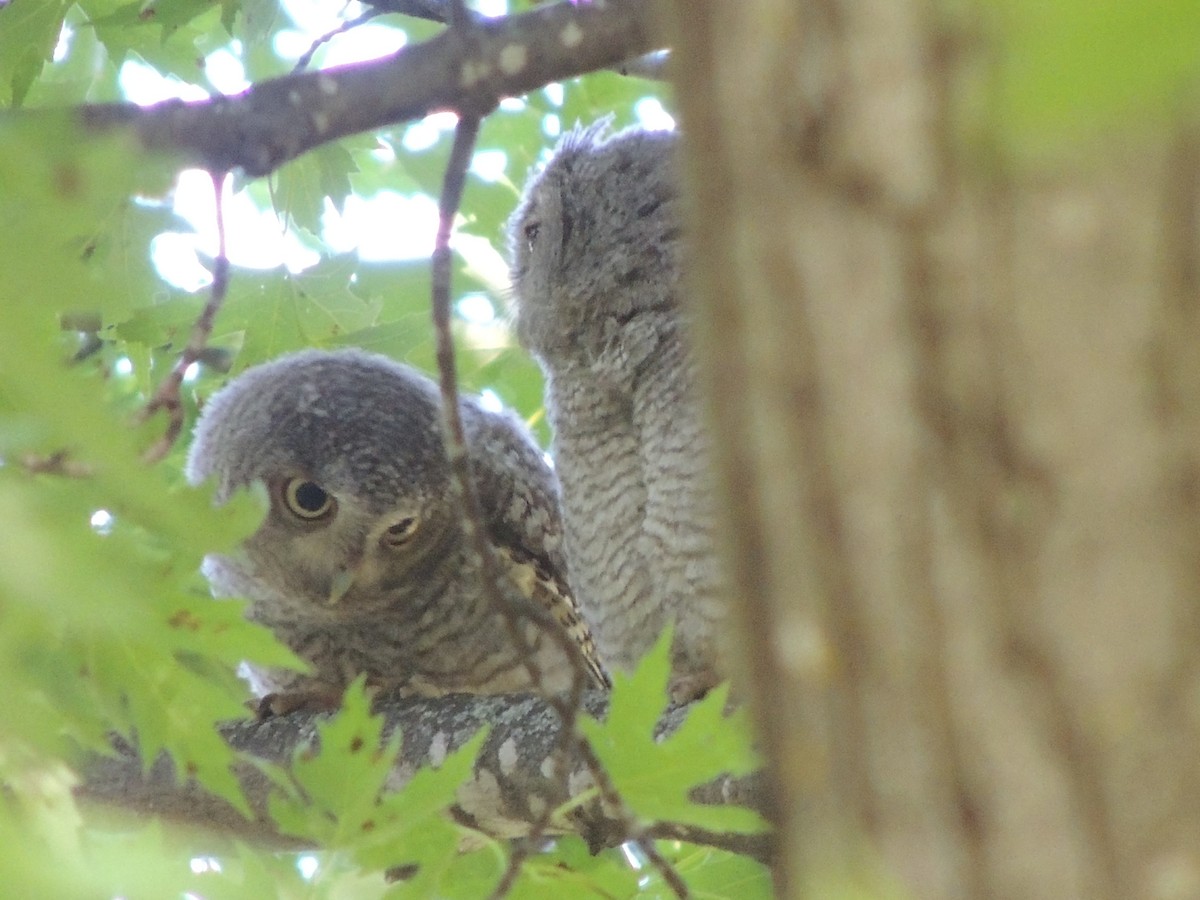 Eastern Screech-Owl - ML65714471