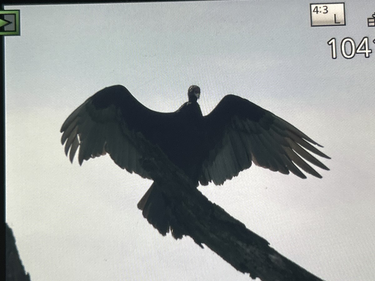 Turkey Vulture - ML657144738