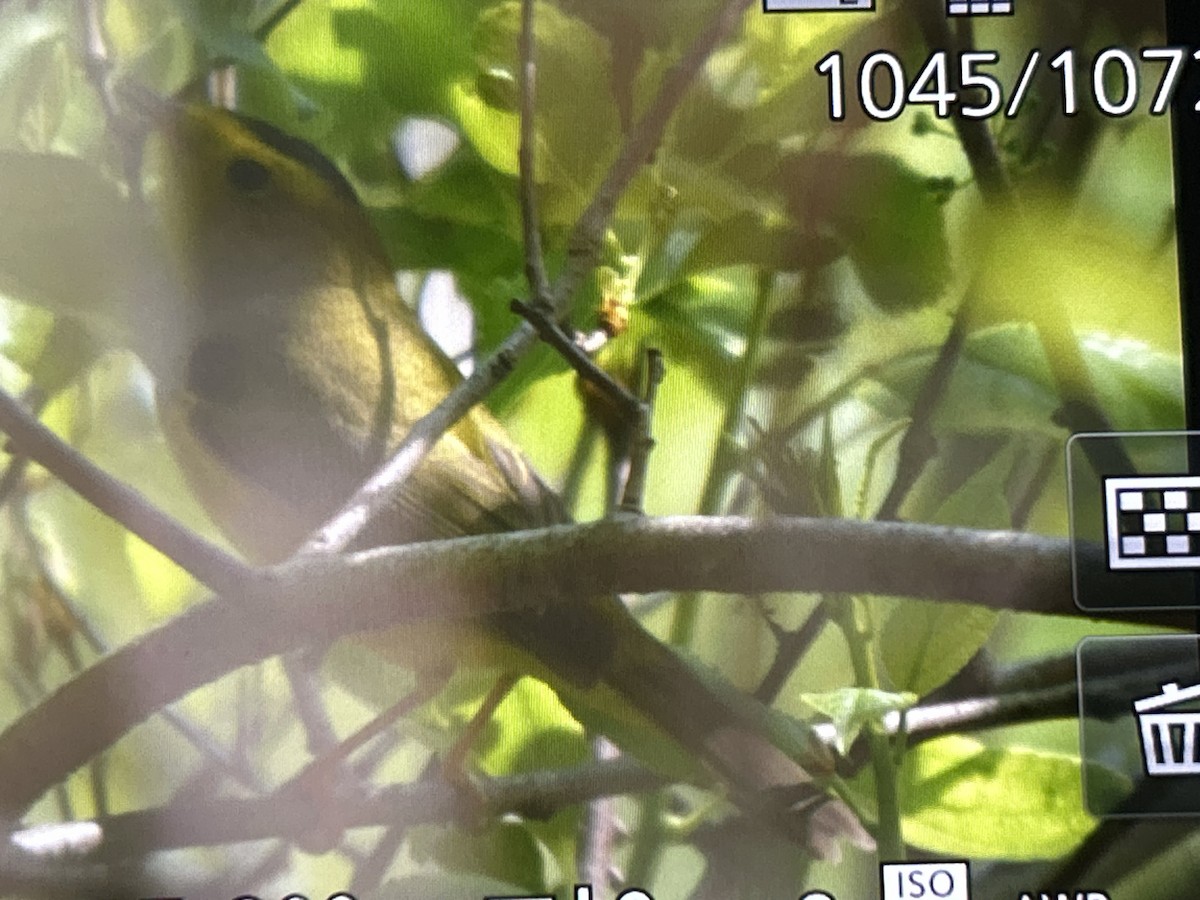 Wilson's Warbler - ML657144842