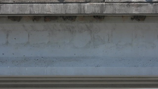 Cliff Swallow - ML657145459