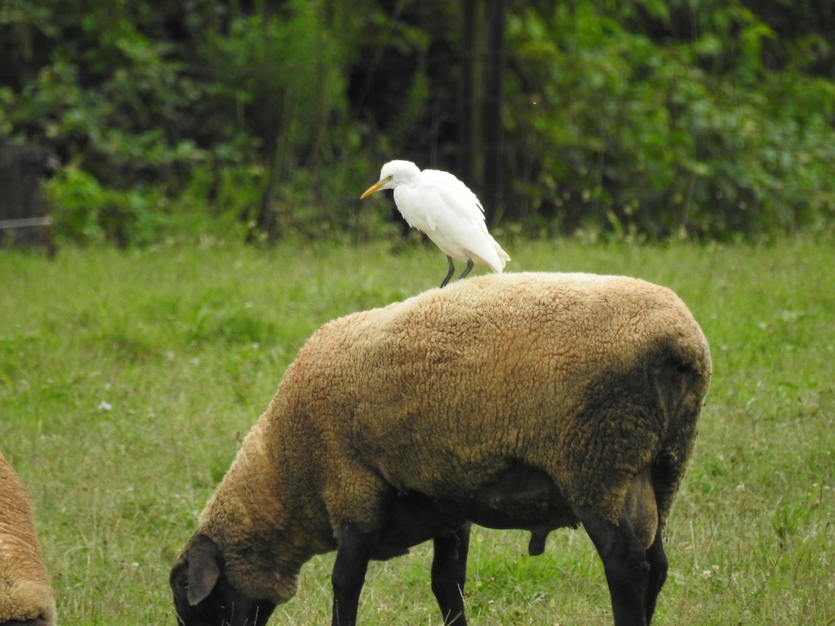 Western Cattle-Egret - ML65714561