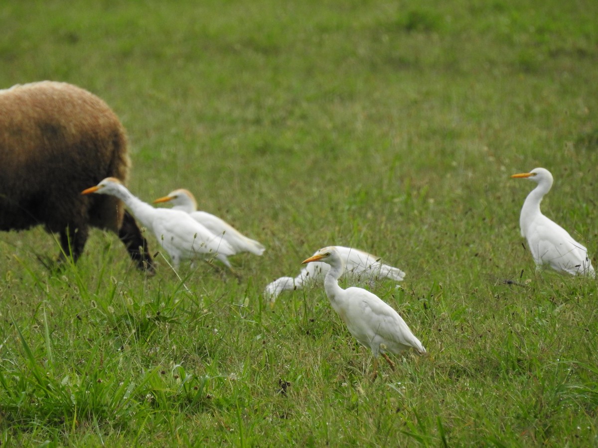 Western Cattle-Egret - ML65714571