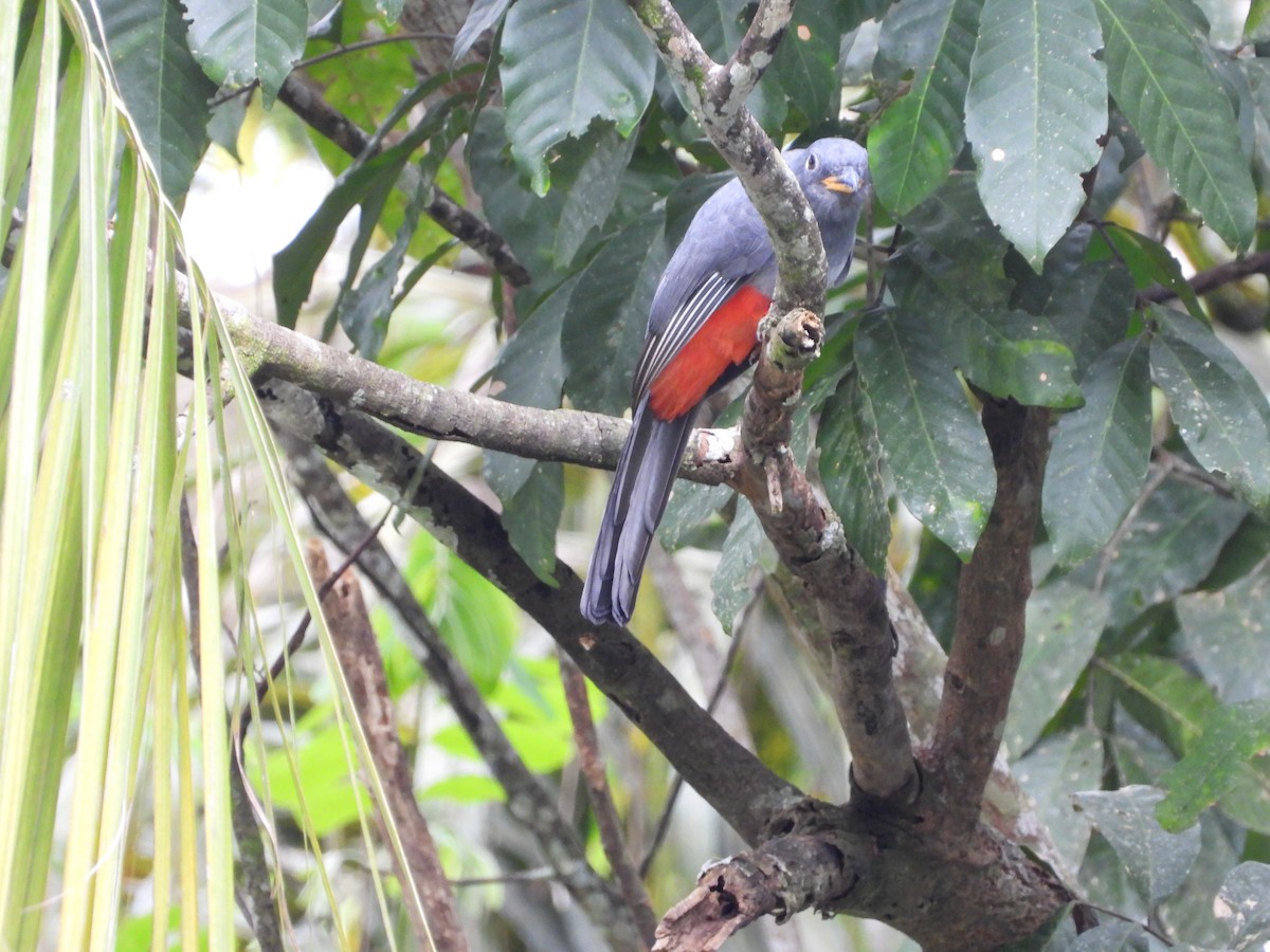 trogon volavý - ML657146049