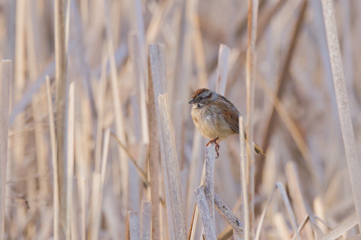 Swamp Sparrow - ML657146809