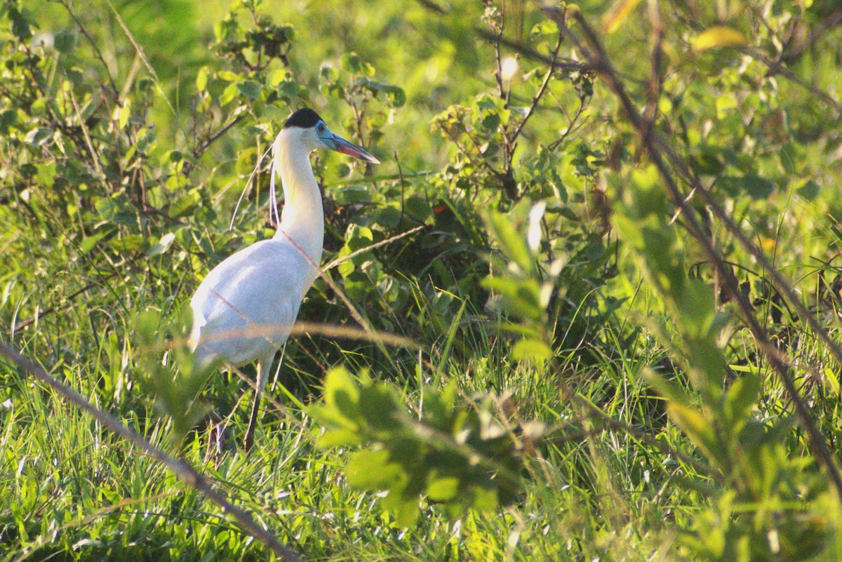 Capped Heron - ML657146827