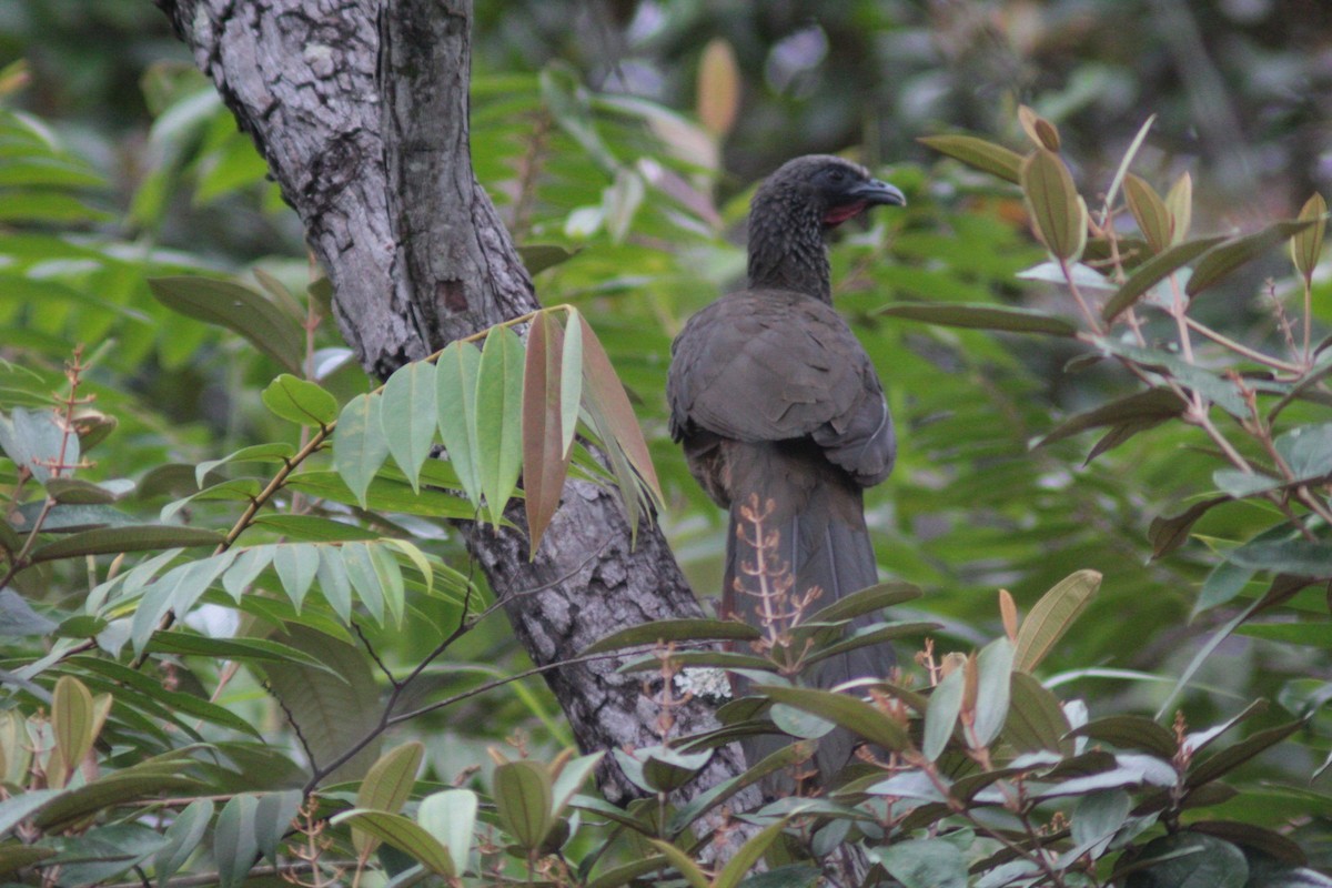 Colombian Chachalaca - ML657146844